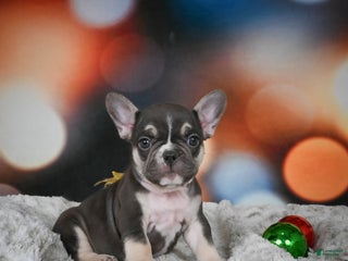 French Bulldog dogs for sale: Conrad - Ad 4