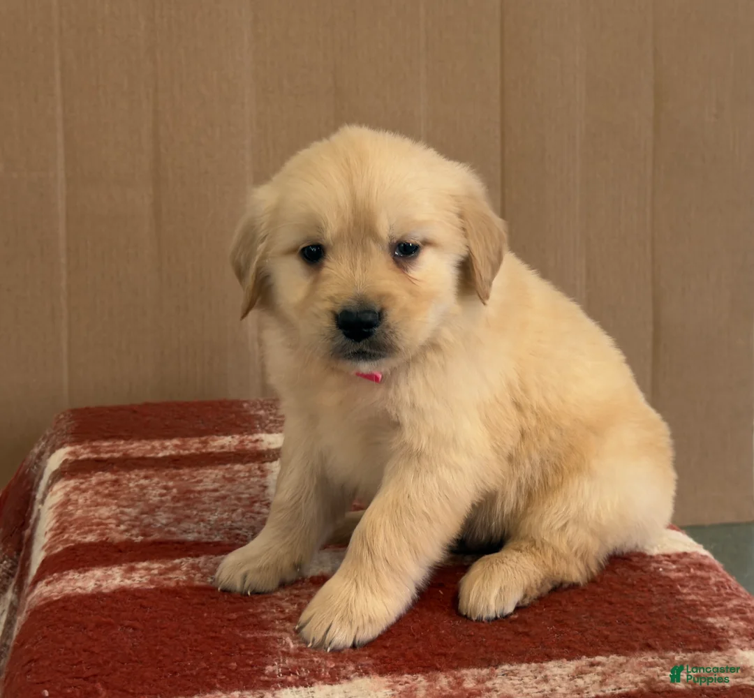 Golden Retriever dogs for sale: Tommy - Ad 2
