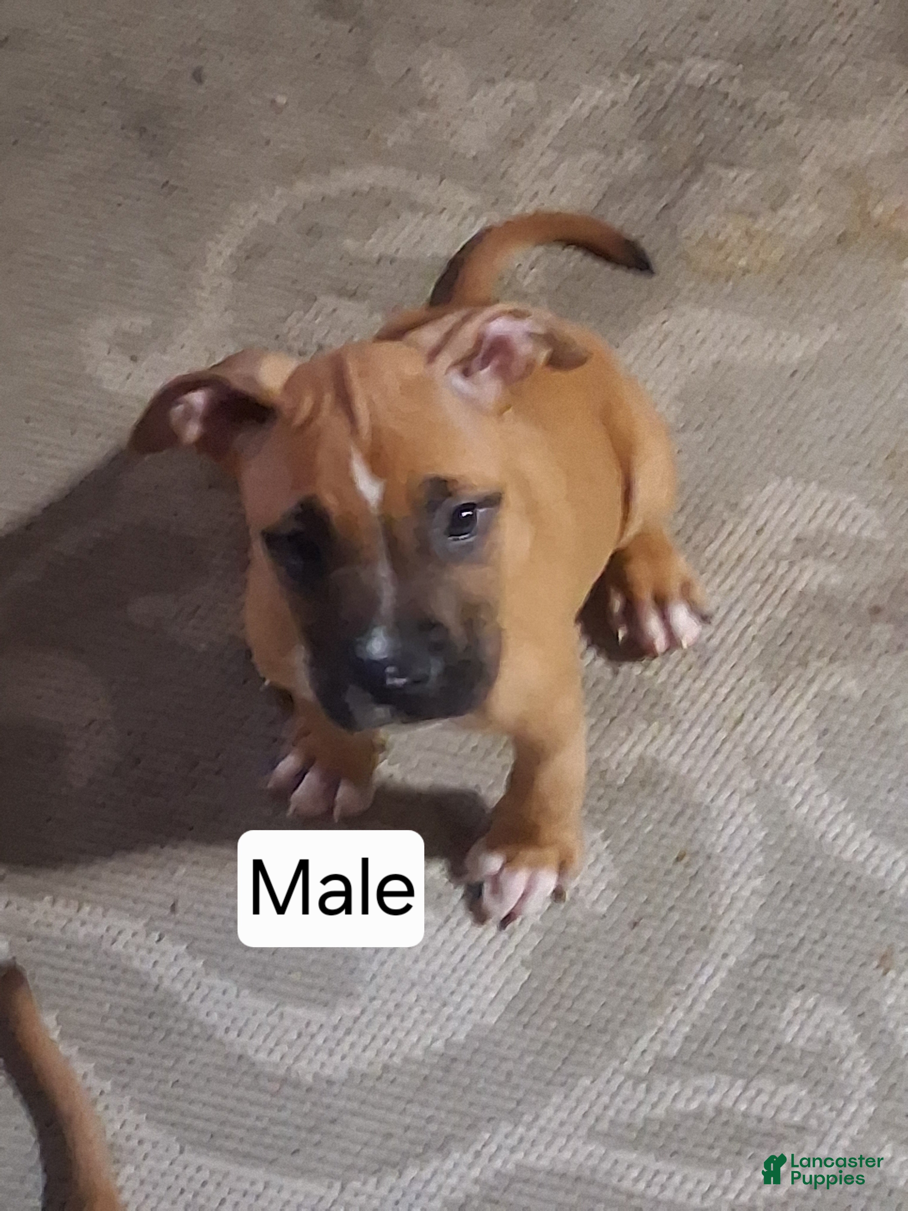 American Bully dogs American Bully 4 - Ad 3
