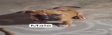 American Bully 4