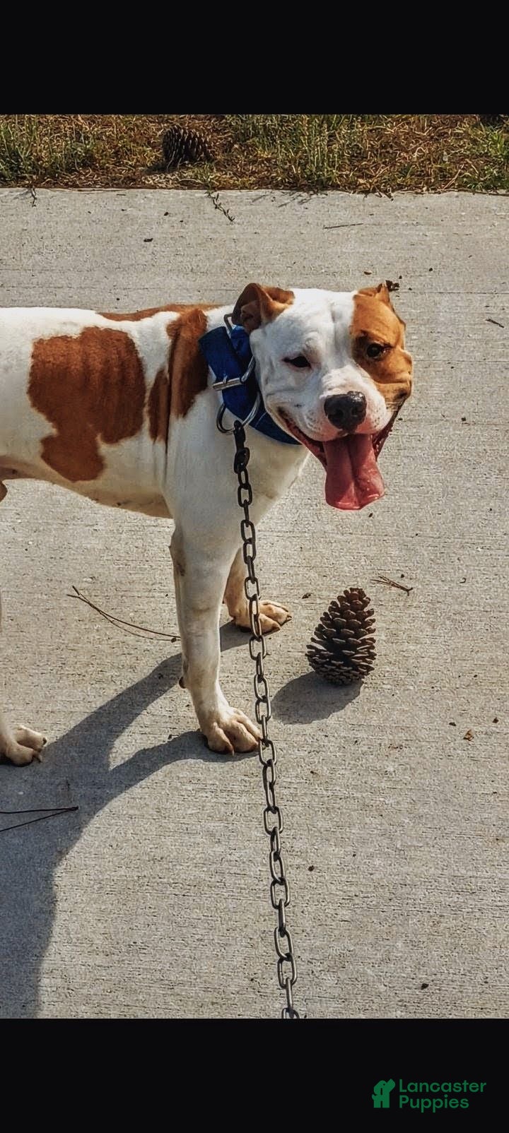 American Pit Bull Terrier dogs American Pit Bull Terrier 1 - Ad 2