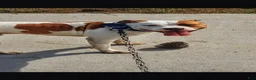 American Pit Bull Terrier dogs for sale: American Pit Bull Terrier 1 - Ad 2
