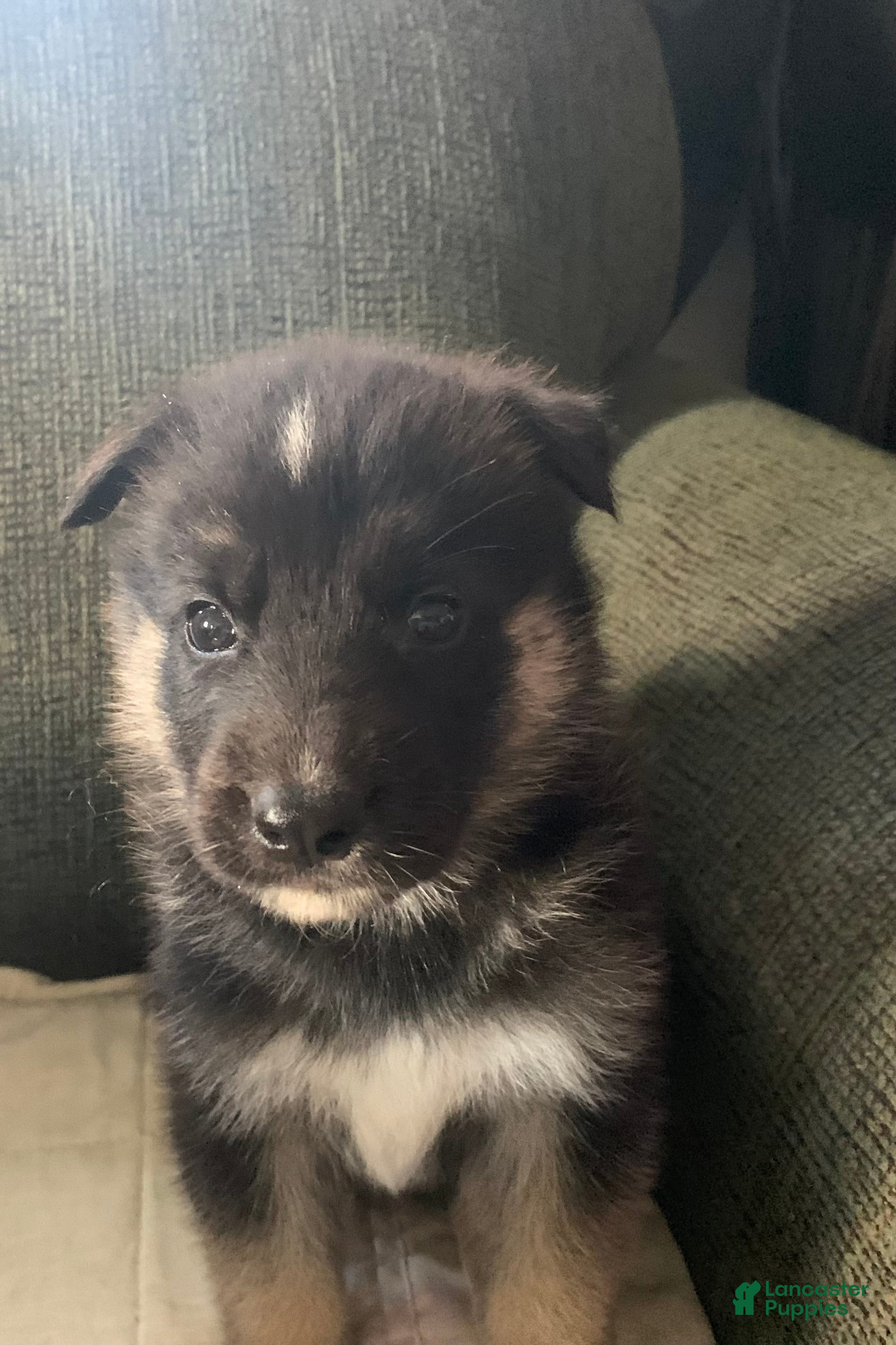 Gerberian Shepsky dogs Gerberian Shepsky 5 - Ad 38