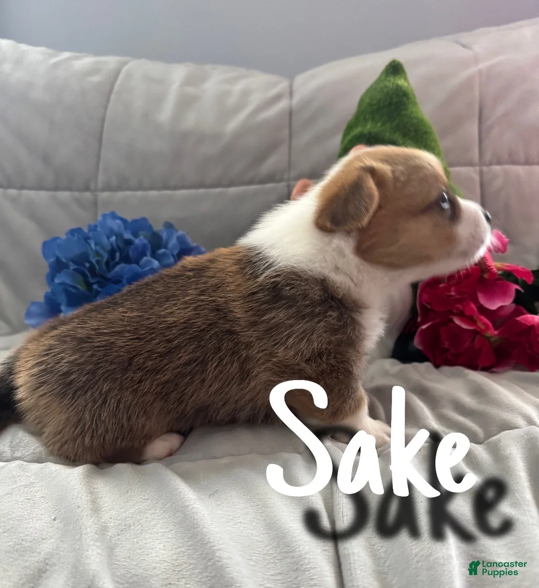 Welsh Corgi Pembroke dogs for sale: Sake - Ad 2