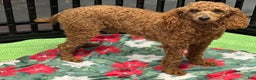 Miniature Poodle dogs for sale: Brent - Ad 2