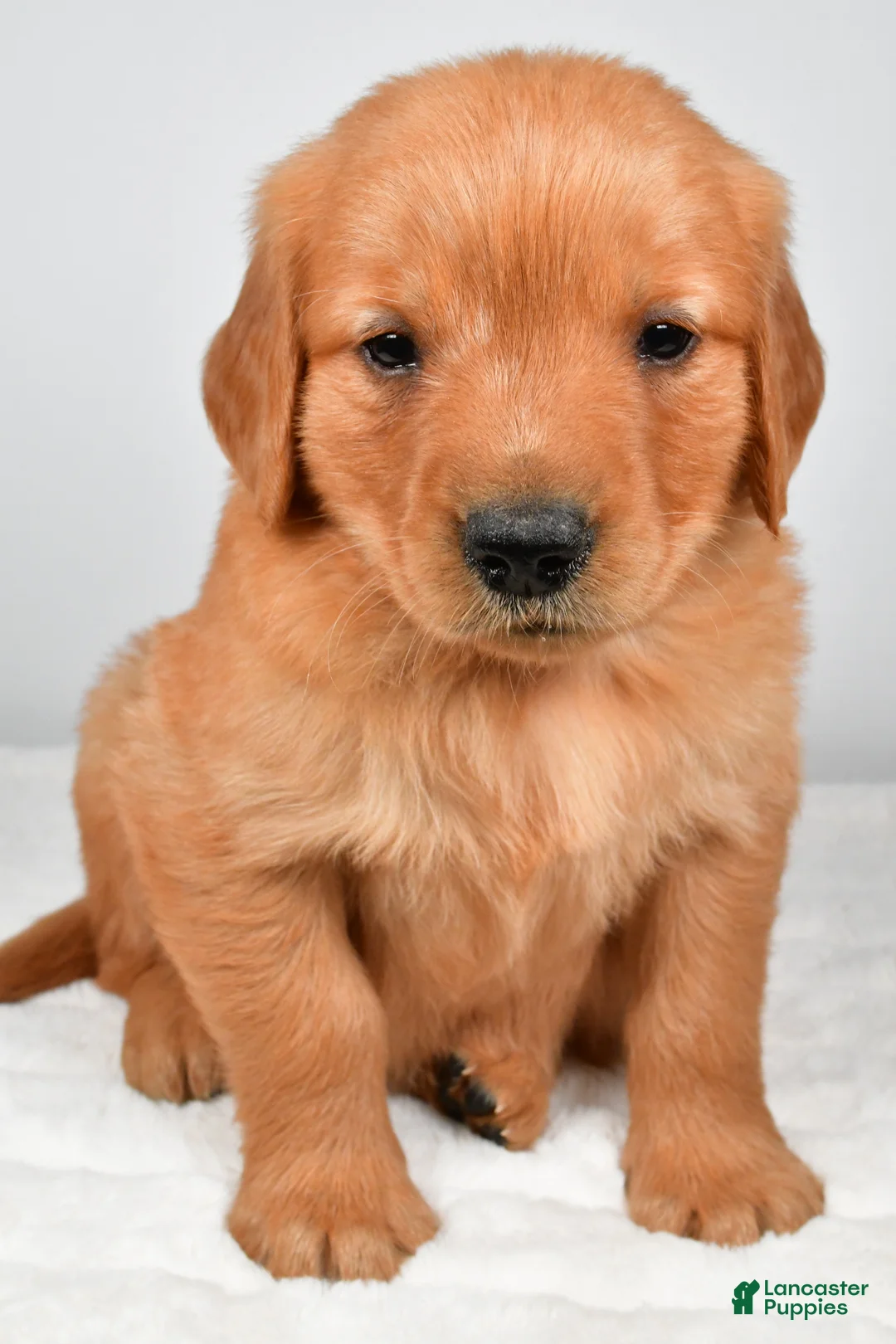 Golden Retriever dogs for sale: Rocky - Ad 2