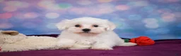 Maltese dogs for sale: Cash - Ad 6