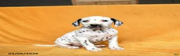 Dalmatian dogs for sale: Carter - Ad 1
