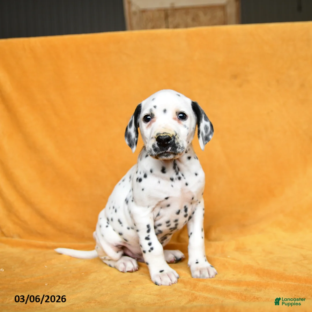 Dalmatian dogs for sale: Carter - Ad 1