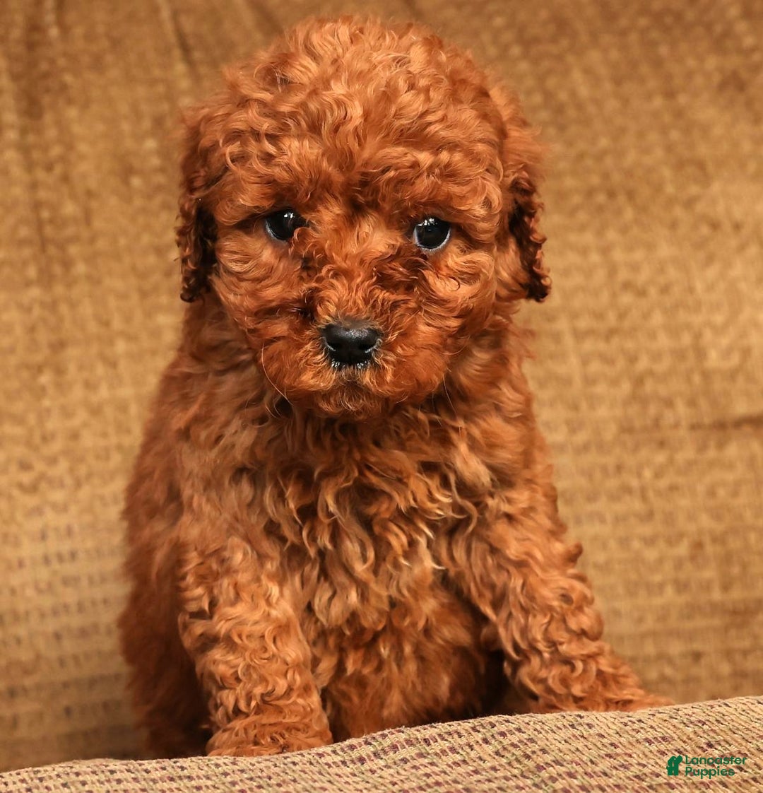 Mini Goldendoodle dogs for sale: Lou - Ad 7