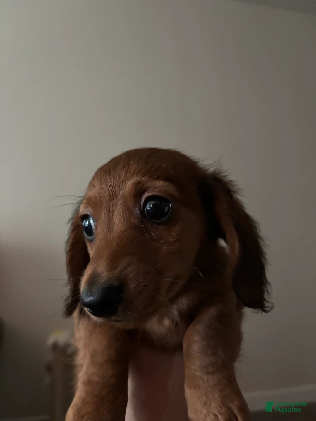 Dachshund dogs for sale: Dachshund 2 - Ad 2