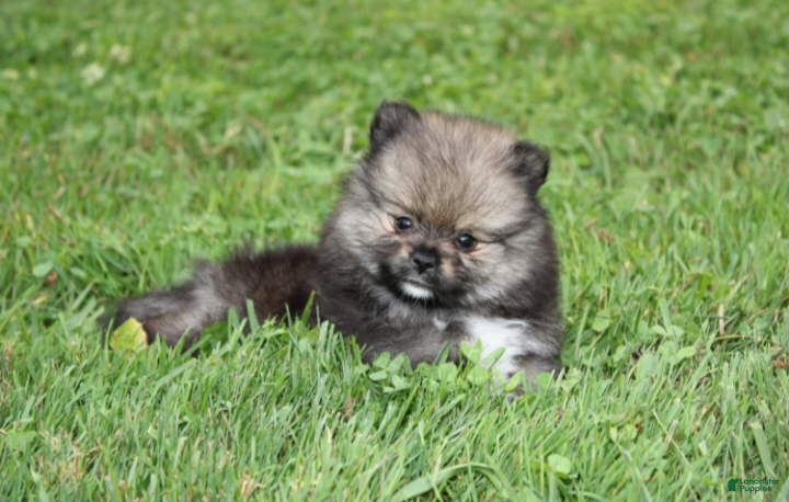 Pomeranian dogs Jazzy - Ad 1