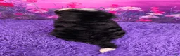Mini Bernedoodle dogs for sale: Aiden - Ad 4