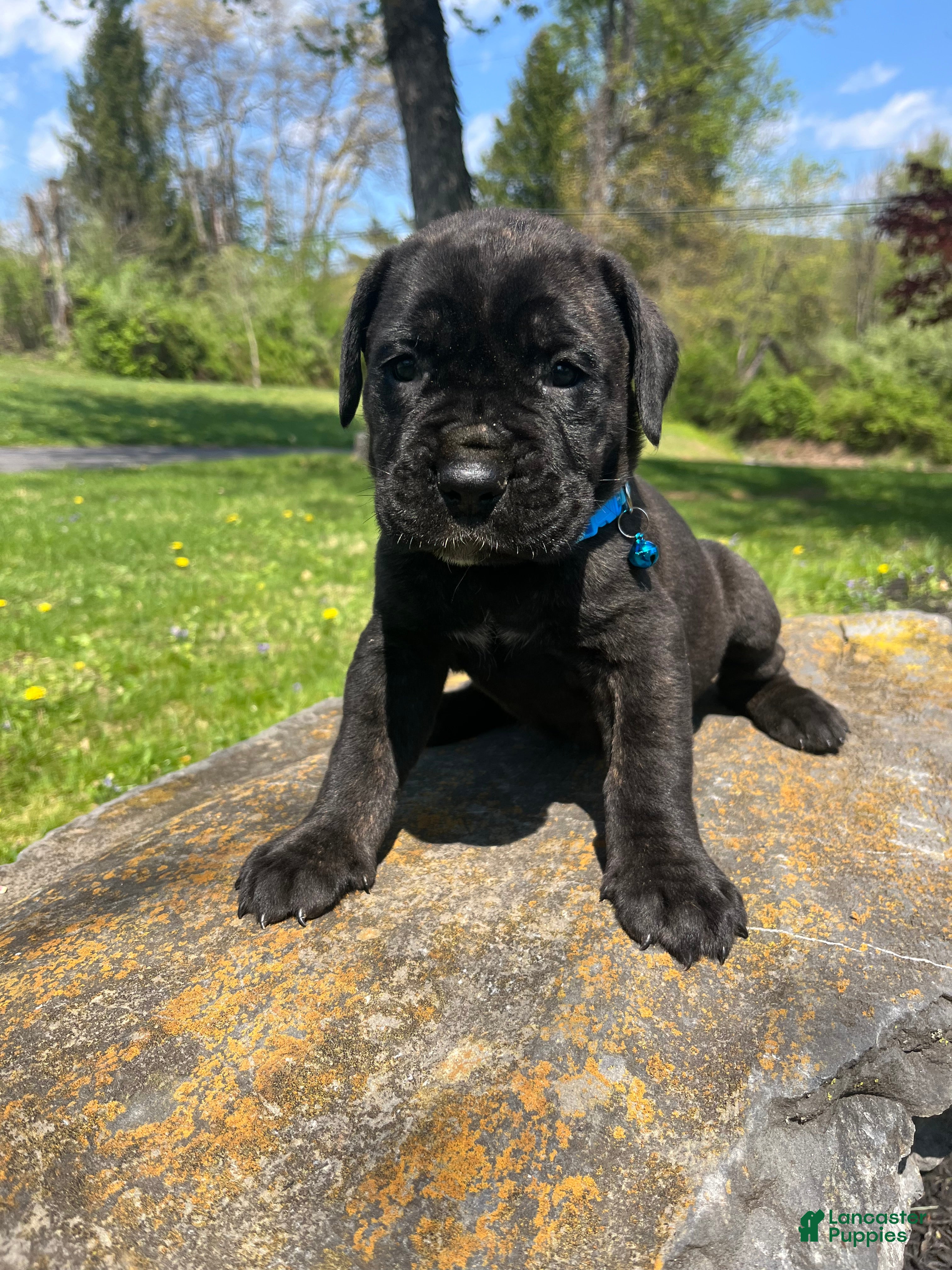 Cane Corso dogs Zeus - Ad 1