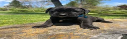 Cane Corso dogs for sale: Zeus - Ad 1