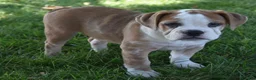 Beabull dogs for sale: Brinley - Ad 5