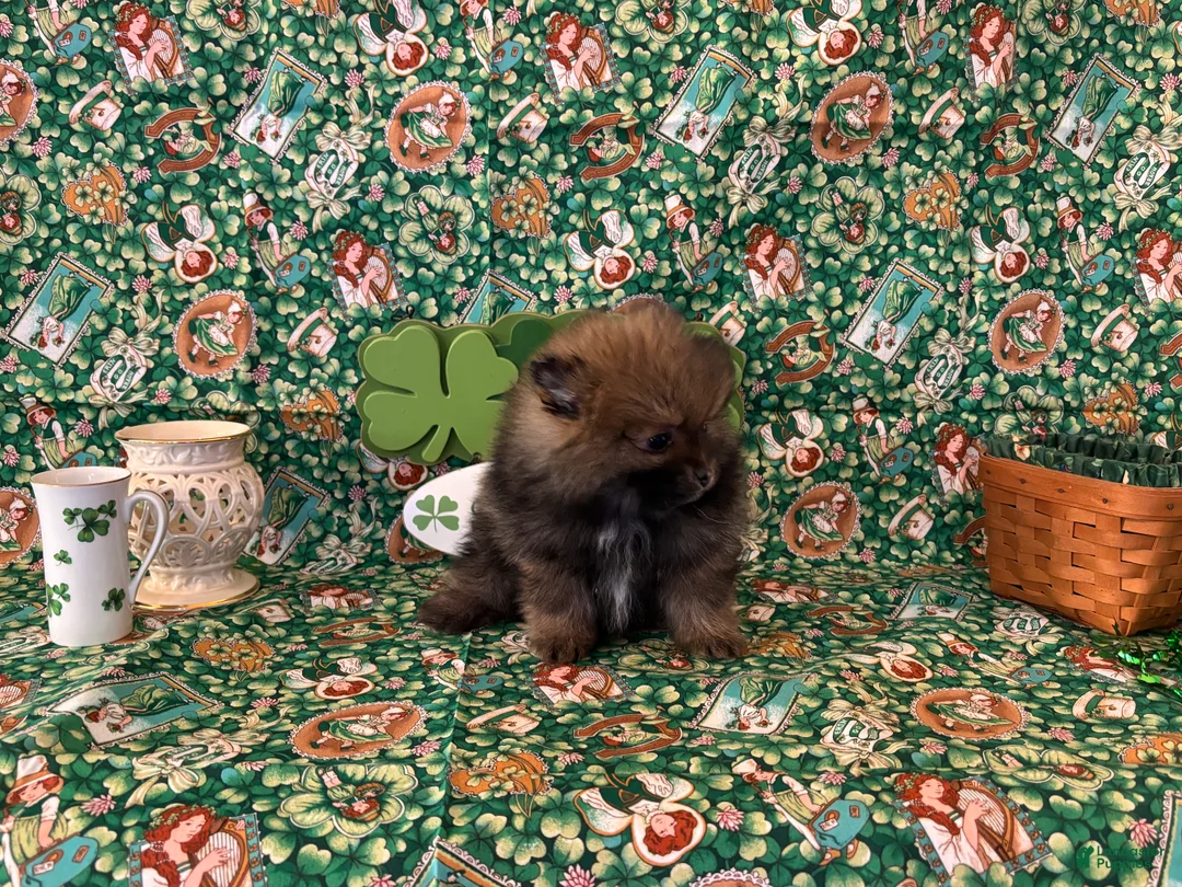 Pomeranian dogs for sale: Harry - Ad 2