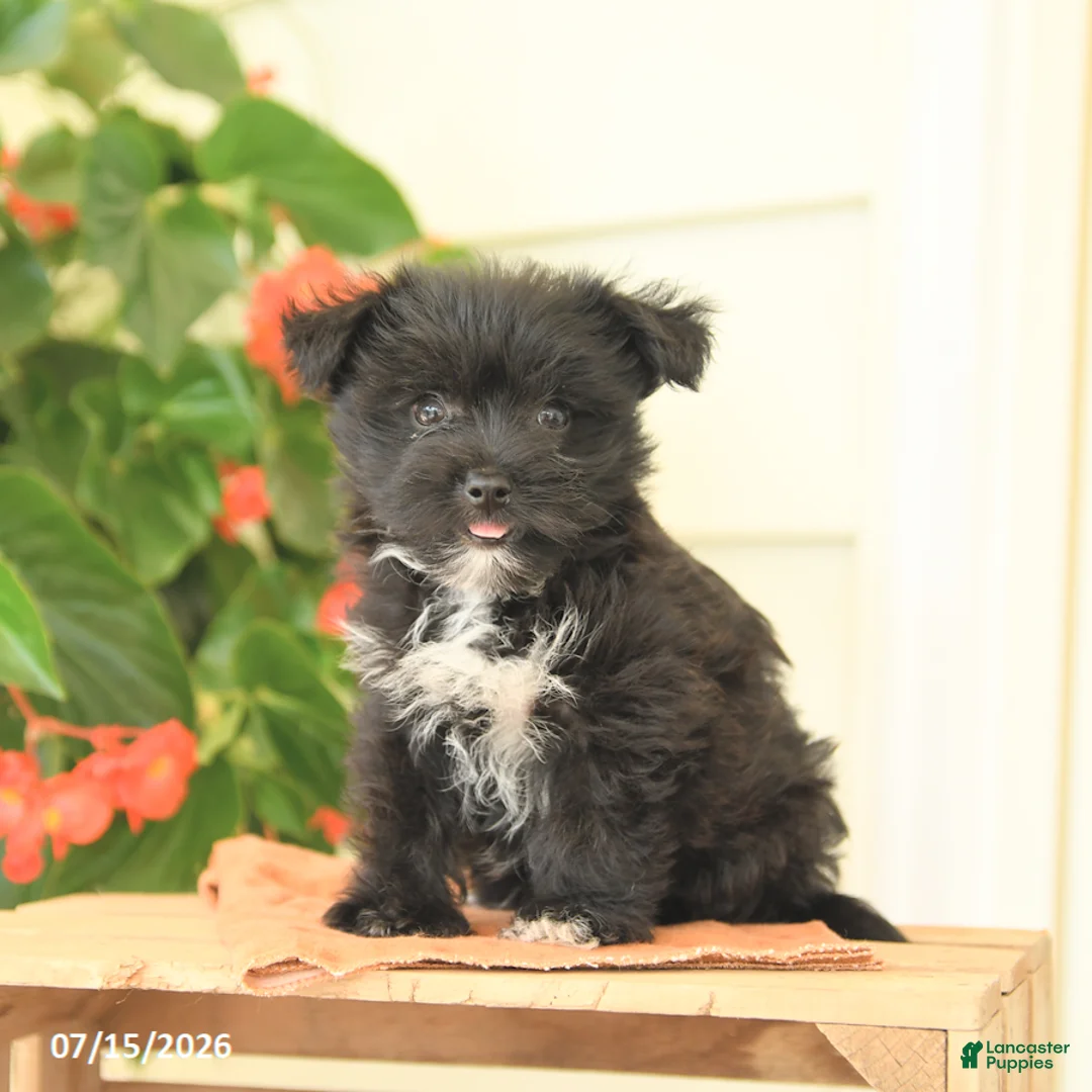 Morkie dogs for sale: Huckleberry - Ad 2