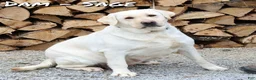 Labrador Retriever dogs for sale: Buster - Ad 10