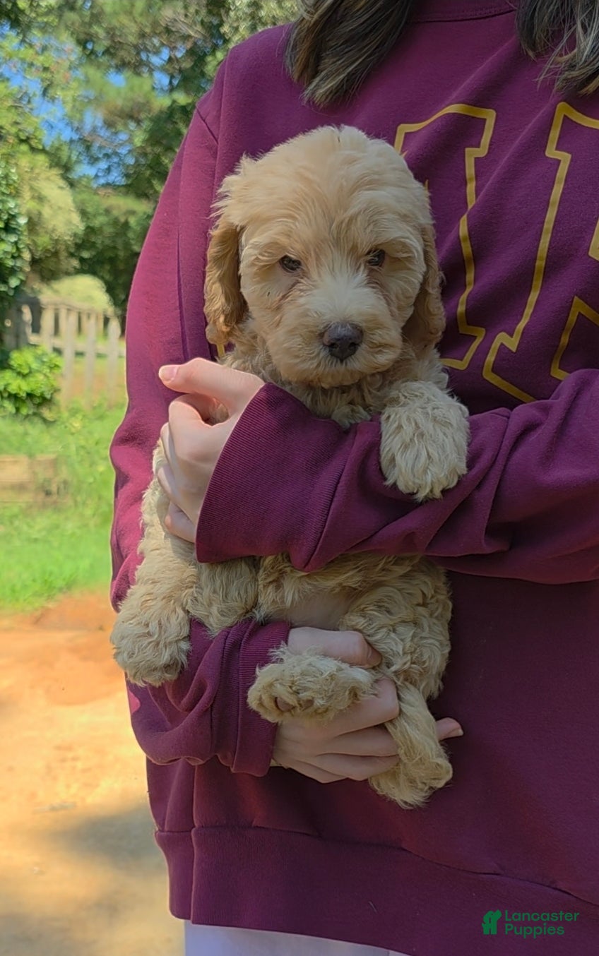 Goldendoodle dogs Mini Goldendoodle Female - Ad 1