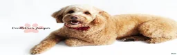 Goldendoodle dogs for sale: English Goldendoodle: Yellow Girl - Ad 2
