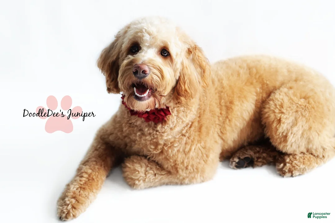 Goldendoodle dogs for sale: English Goldendoodle: Yellow Girl - Ad 2
