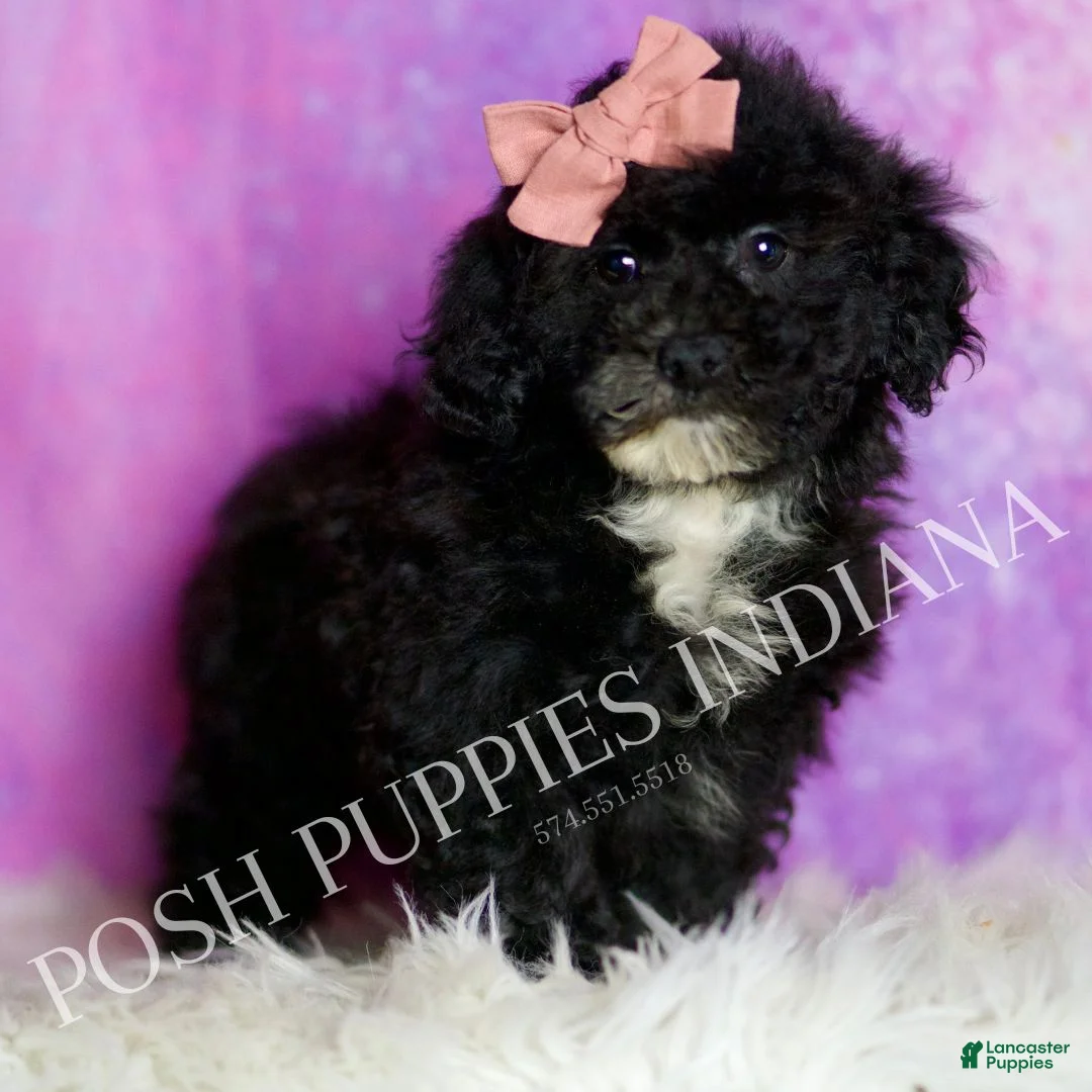 Toy Poodle dogs for sale: Wally - Ad 7