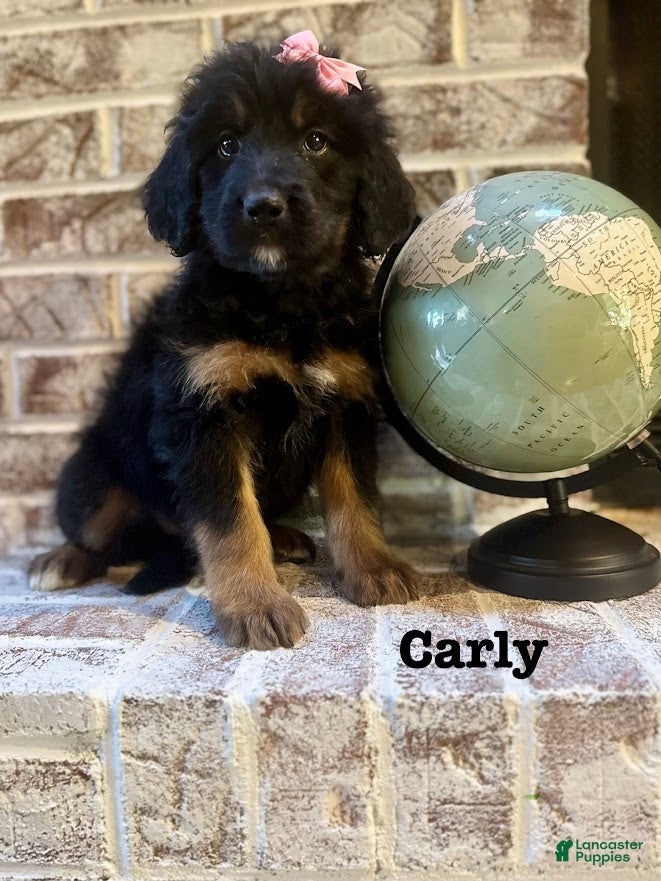 Bernedoodle dogs Carly - Ad 38