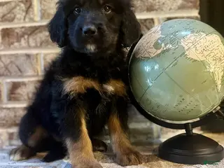 Bernedoodle dogs Carly - Ad 30