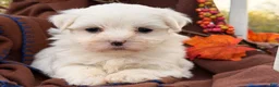 Maltese dogs for sale:  Tilly - Ad 10