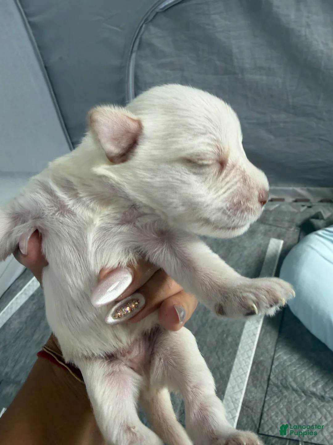 Miniature Schnauzer dogs for sale: Miniature Schnauzer Puppy 2 - Ad 2