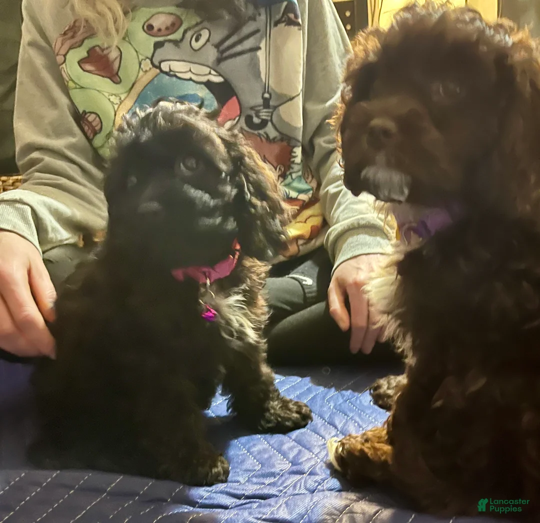 Cockapoo dogs for sale: Lucy - Ad 2