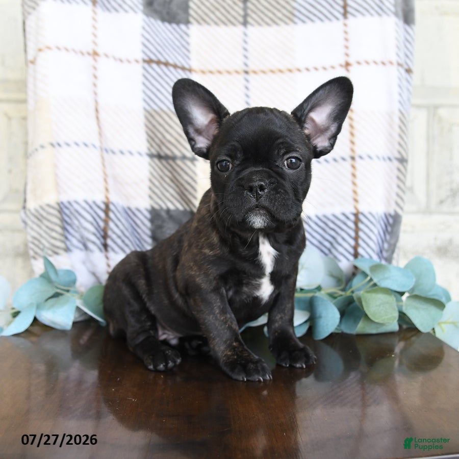 Frenchton dogs Jackson - Ad 1