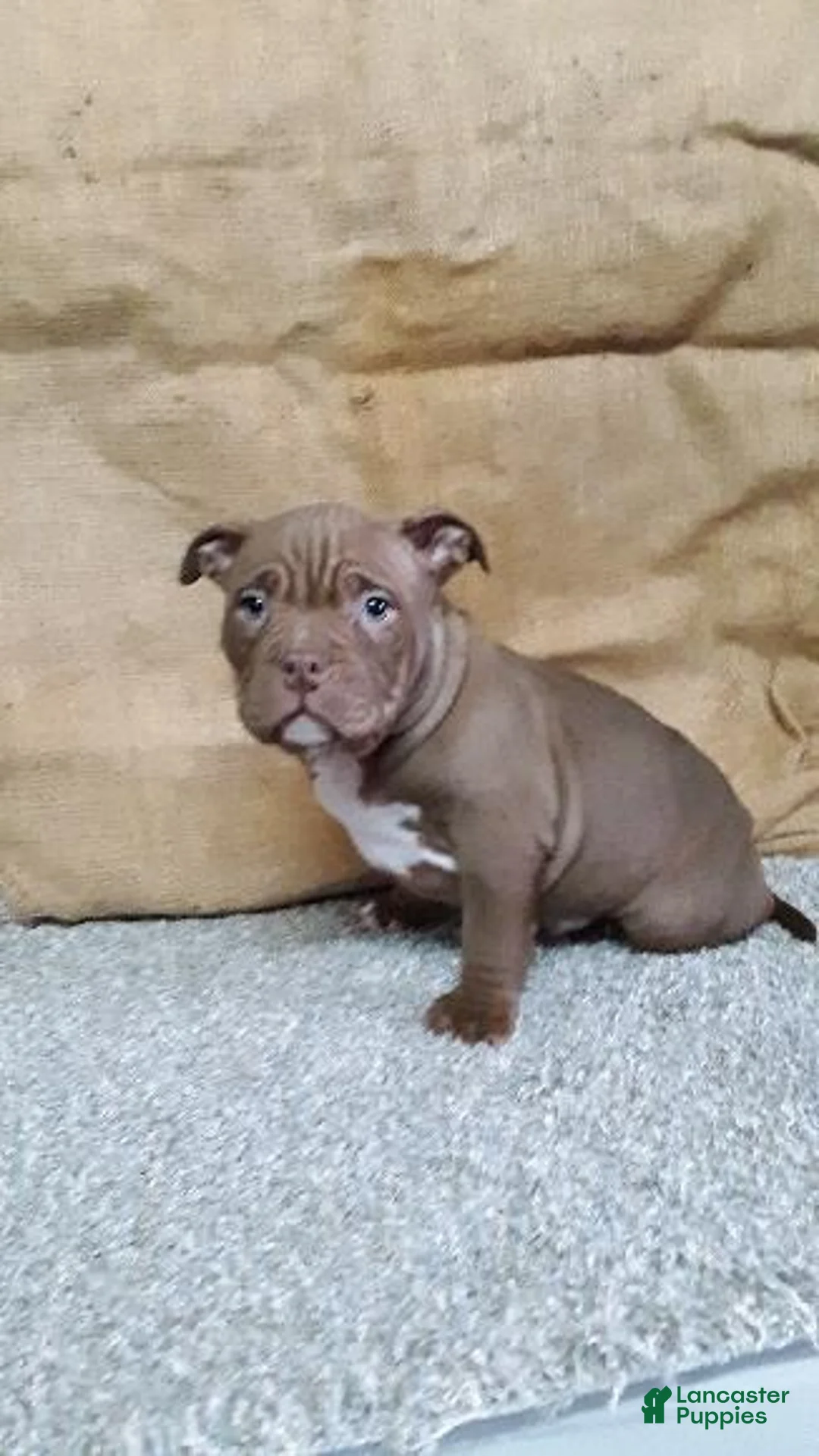 American Bully dogs for sale: American Bully Puppy 4 Marlo - Ad 3