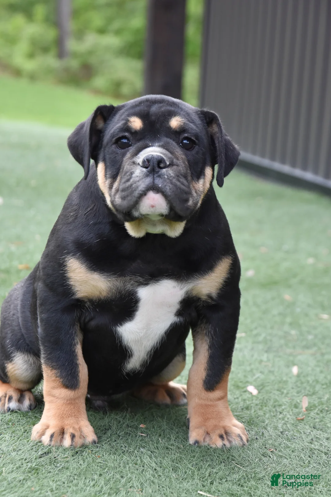 Olde English Bulldogge dogs for sale: Westley - Ad 1