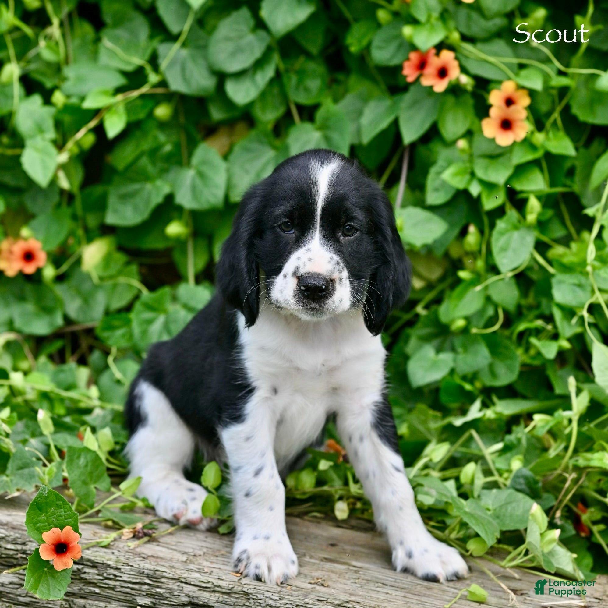 English Springer Spaniel dogs Scout  - Ad 2