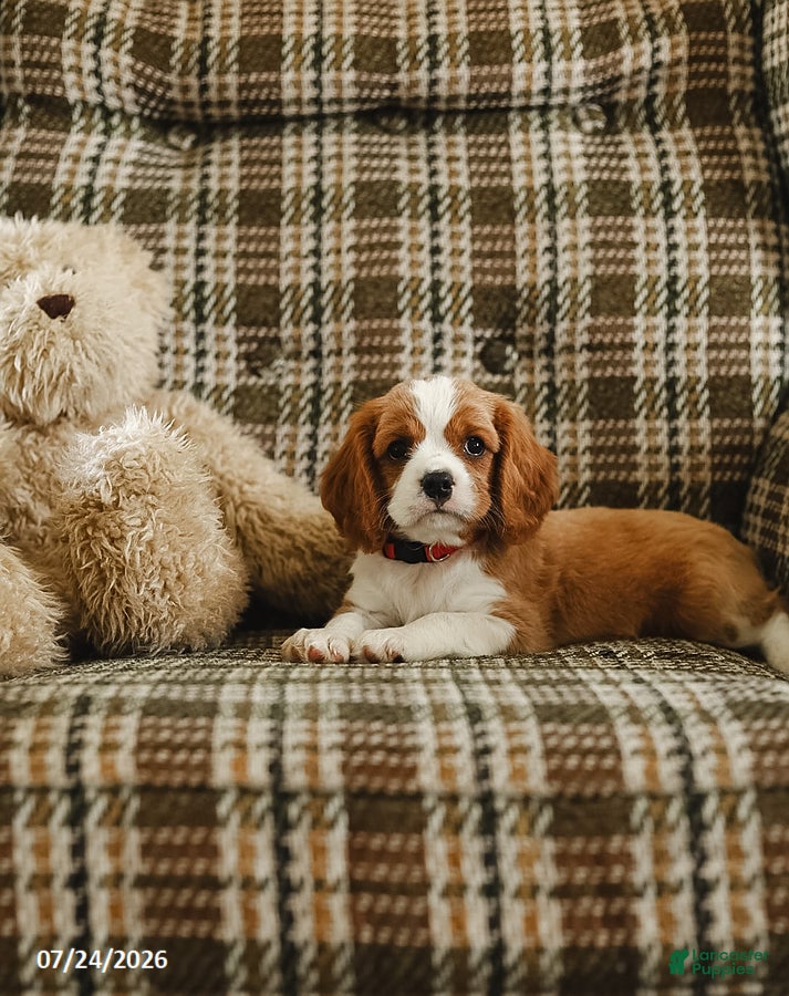 Cavalier King Charles Spaniel dogs Dallas - Ad 2