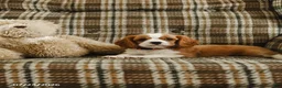 Cavalier King Charles Spaniel dogs for sale: Dallas - Ad 2