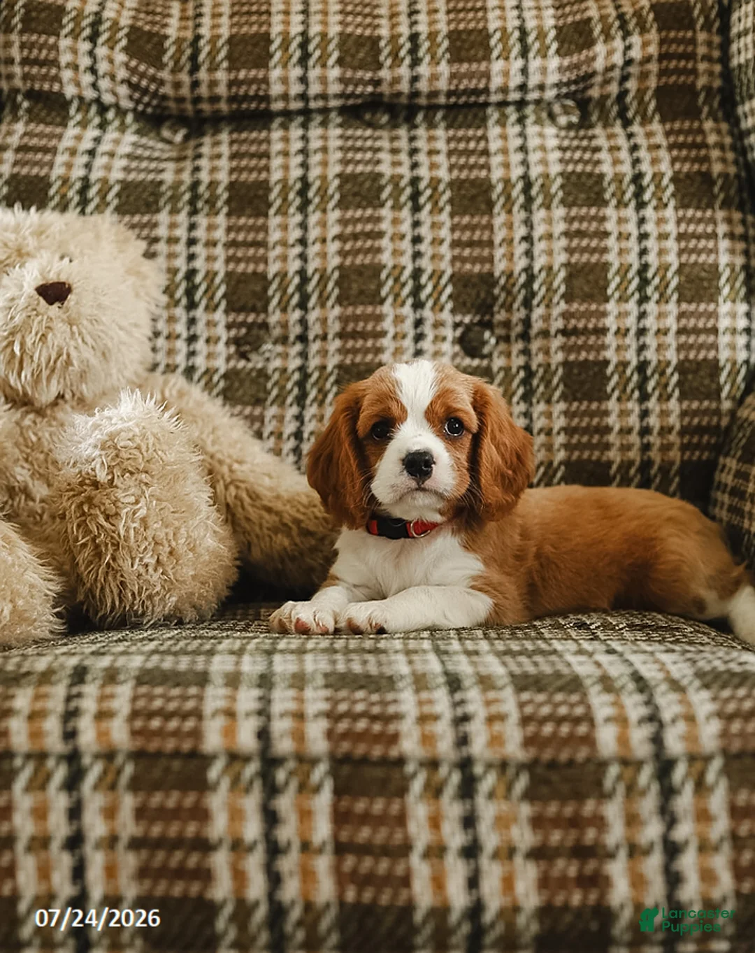 Cavalier King Charles Spaniel dogs for sale: Dallas - Ad 2