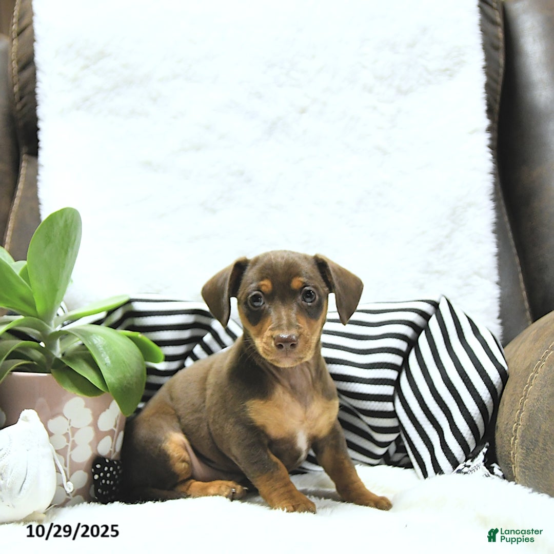 Miniature Dachshund Puppies for sale under $500 Lancaster Puppies - Main Image