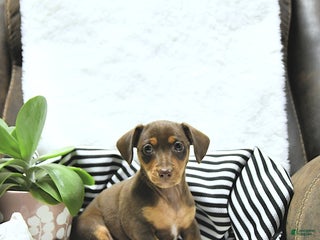 Mixed Breed dogs - Ad 18