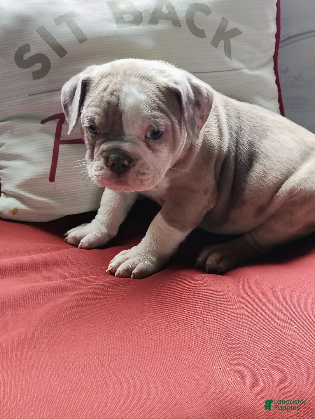 Olde English Bulldogge dogs for sale: Benji - Ad 2