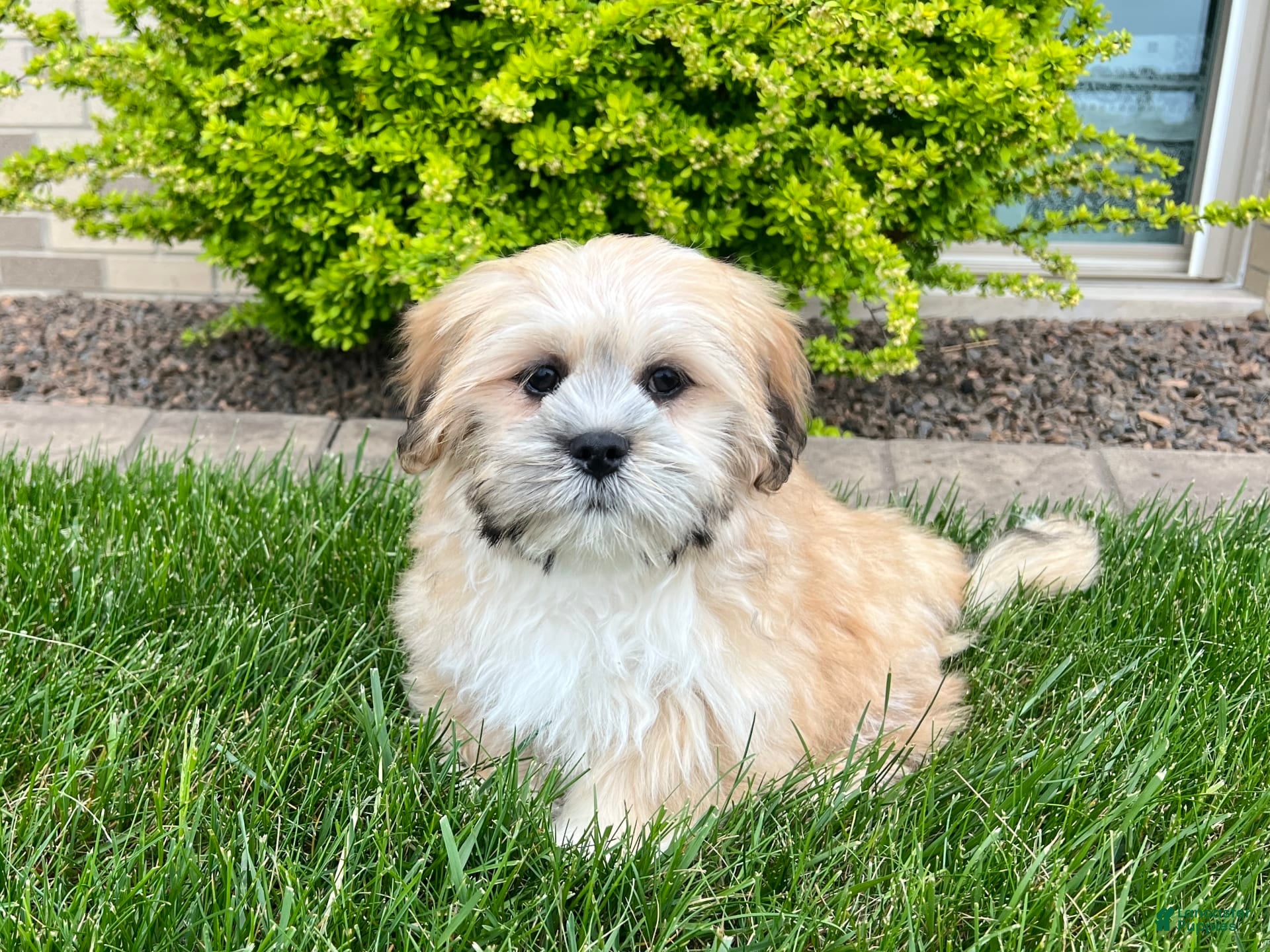 Lhasa Apso dogs Simba - Ad 19