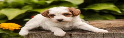 Miniature Poodle dogs for sale: Zephyr - Ad 8