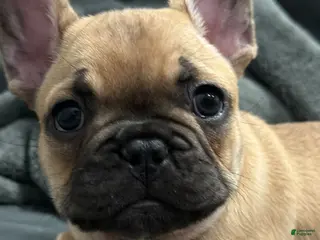 French Bulldog dogs for sale: French Bulldog Puppy 1 - Ad 2