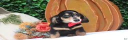 Miniature Dachshund dogs for sale: Miniature Dachshund 1 - Ad 7