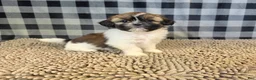 Shih Tzu dogs for sale: Abby - Ad 5