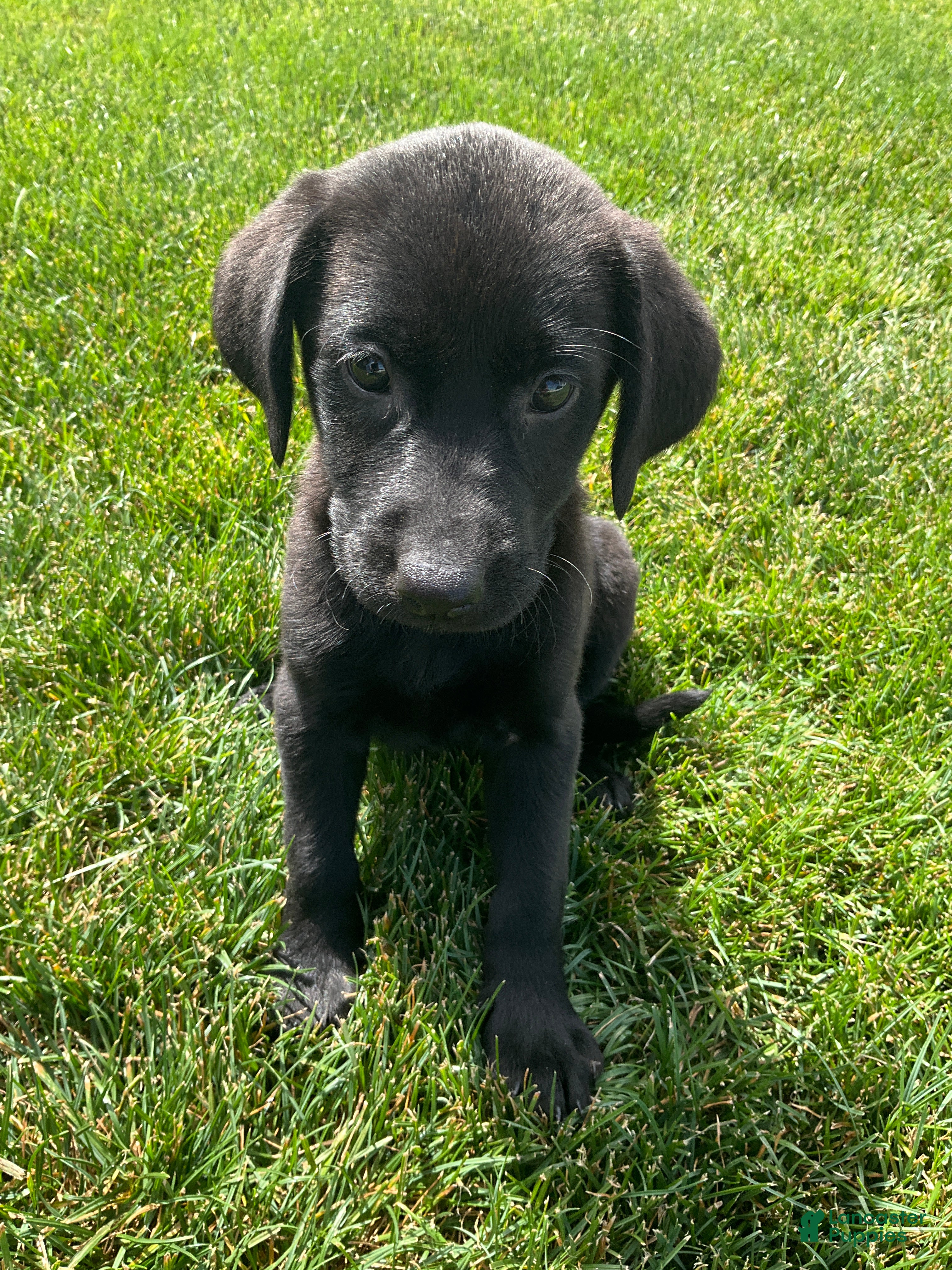Labrador Retriever dogs Misty - Ad 1