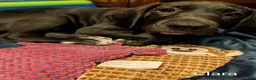 Great Dane dogs for sale: Clara - Ad 6