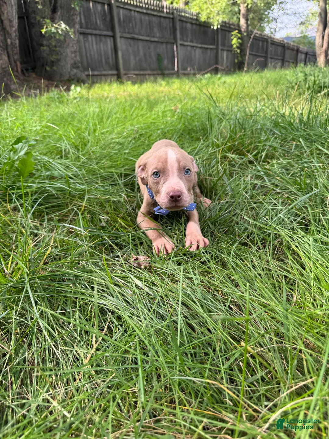 American Pit Bull Terrier dogs for sale: American Pit Bull Terrier 1 - Ad 1